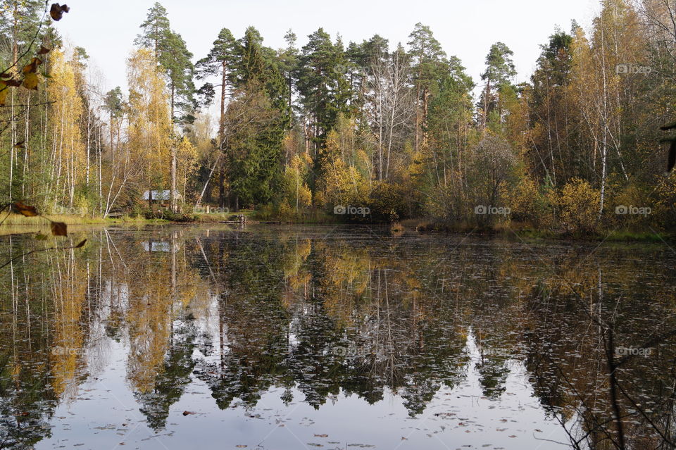 Лесной пейзаж. Октябрь