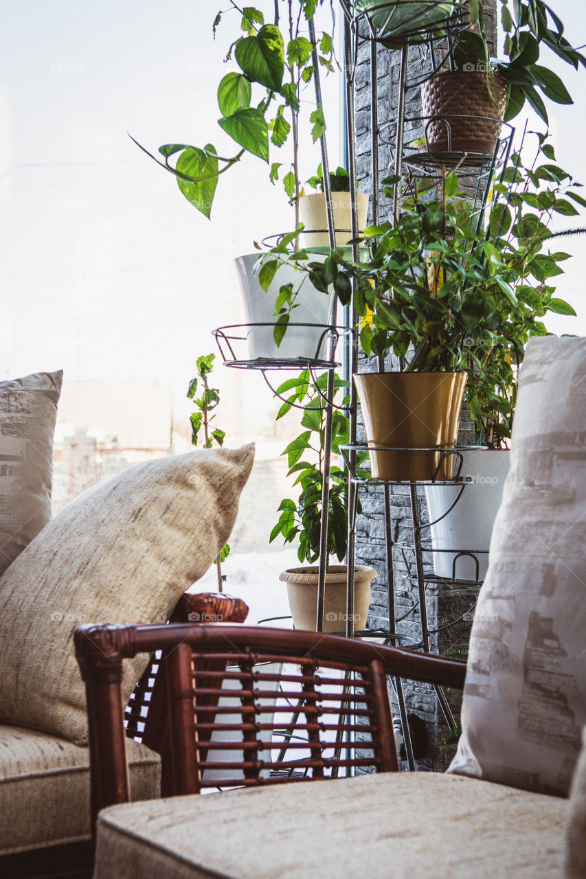 House plants in pots