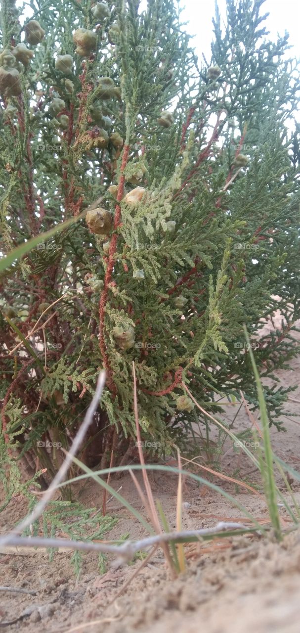 Here is beautiful plant of mother nature that can make you happy. Just try to feel the peace .😌🌼🦋