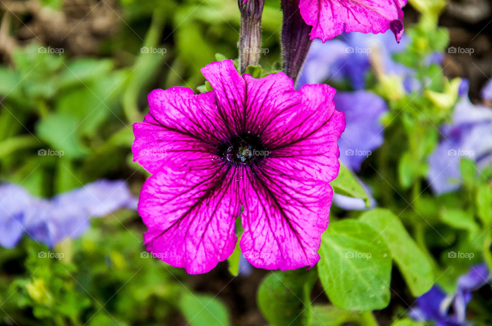 Pink flower