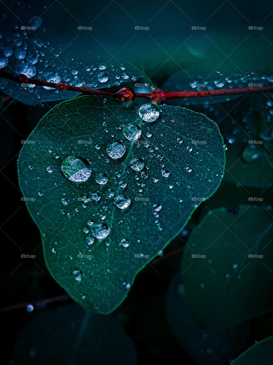 This was my first time seeing waterdrops like this on a leaf