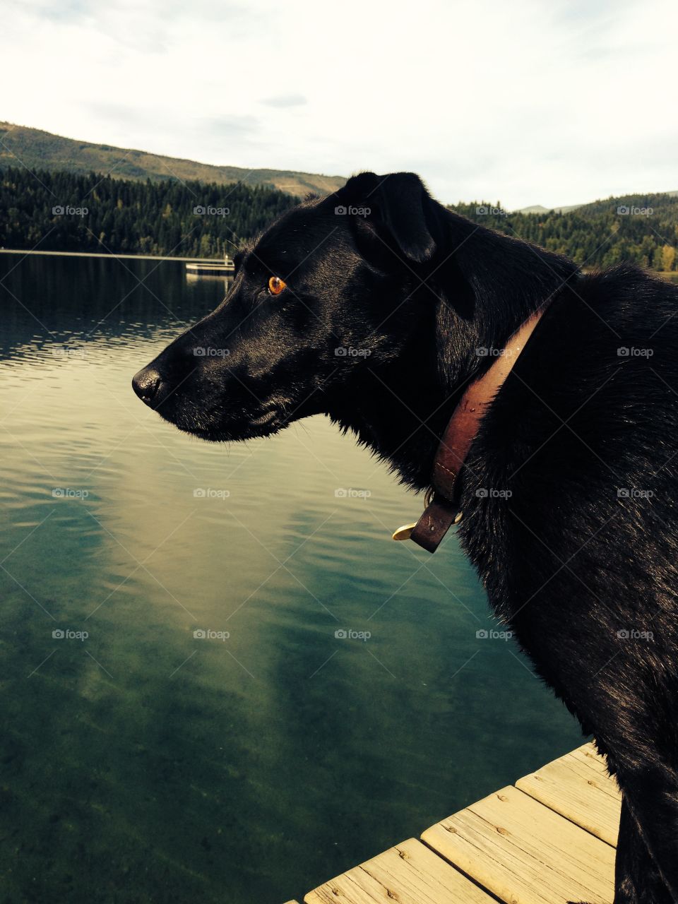 Labs naturally gravitate towards water, but sometimes facing a new dock can be daunting..