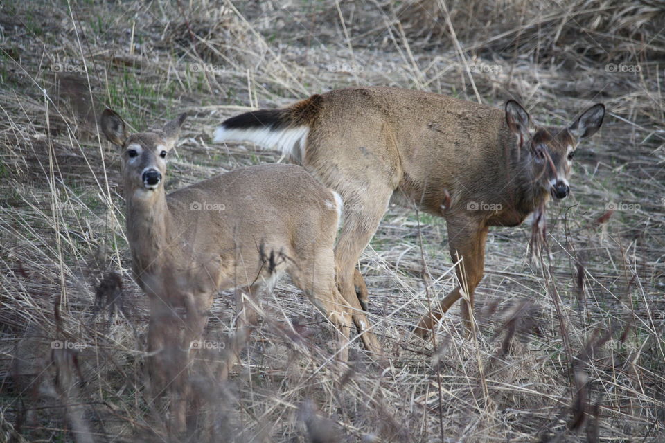 Deer family in nature