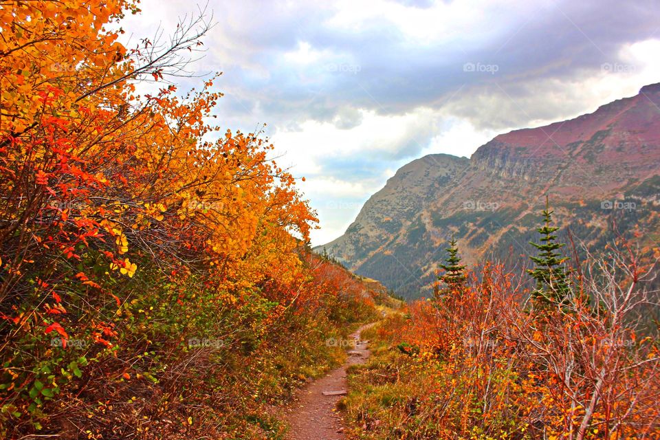 Autumn colors in the nature 