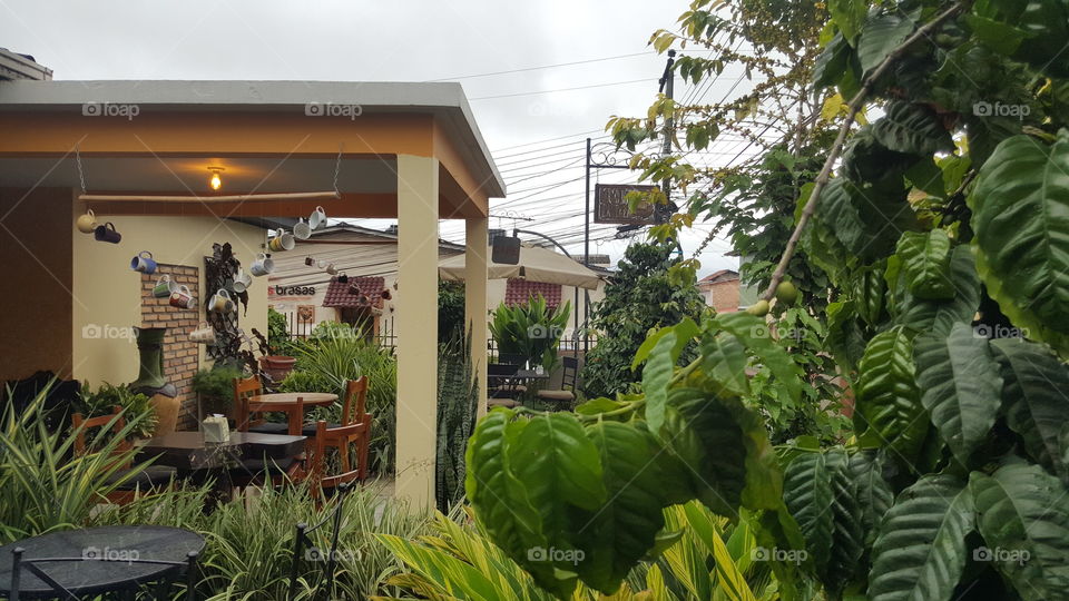 café La Taza Santa Rosa Copan