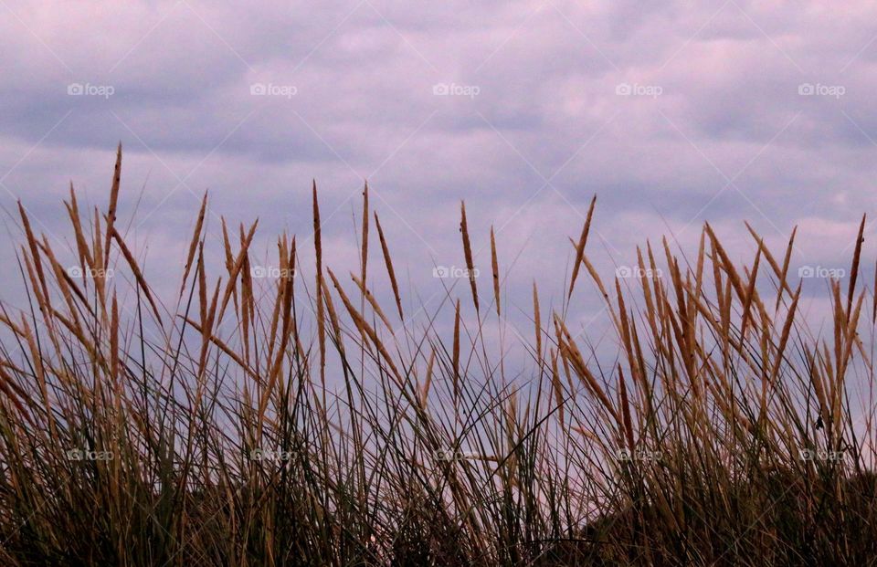 grass in sunset