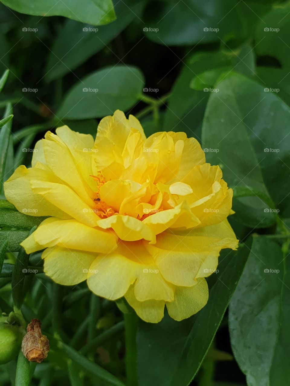 the portulaca grandiflora