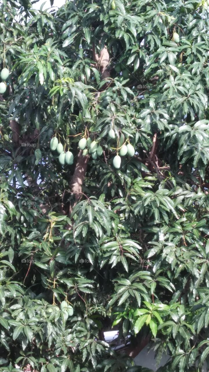 Manggo trees