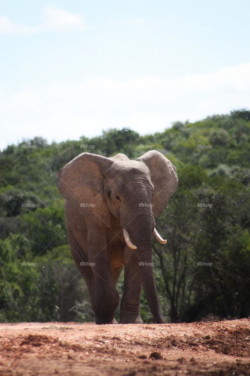 big African elephant coming my way