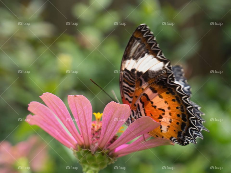 Butterfly on a flower 