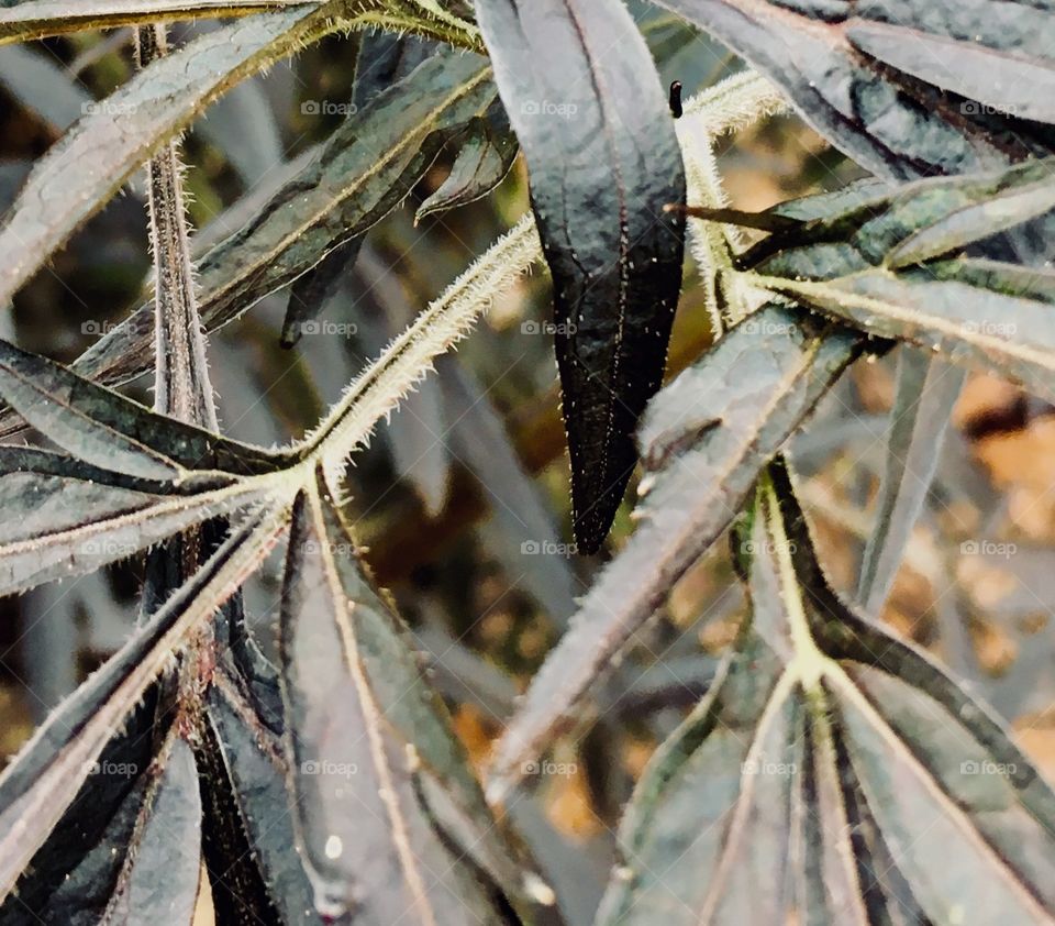  Black leaves Japanese maple