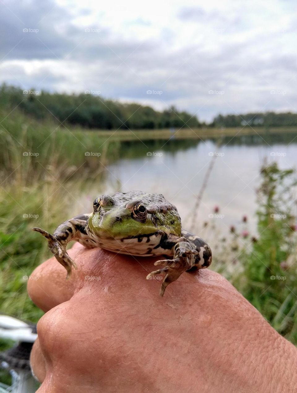 frog on a hand mobile photography