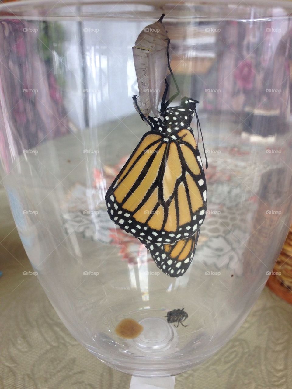Monarch butterfly hatching