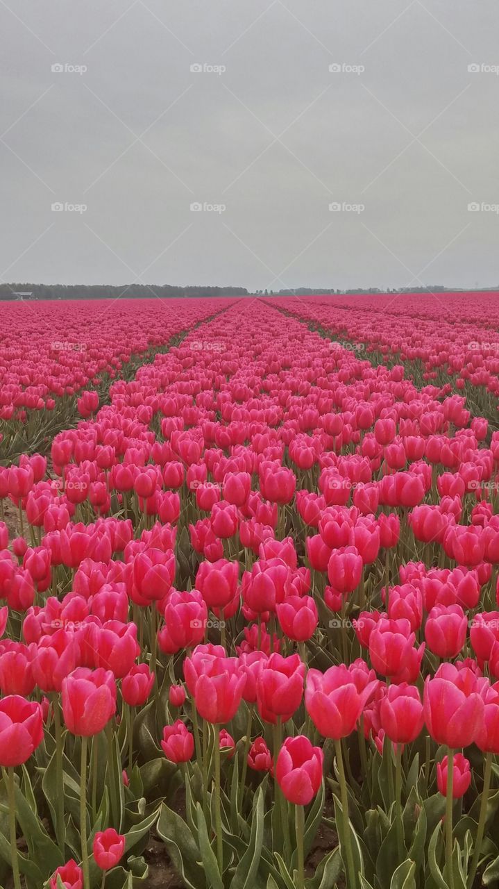 Pink tulip field . Pink tulip field in holland 