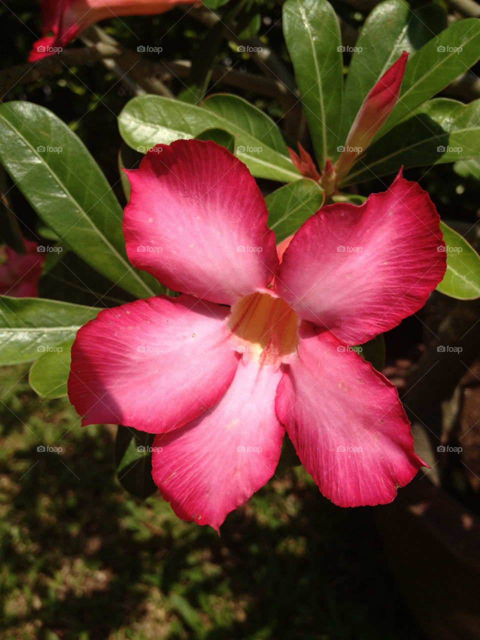 pink flower leaves hibiscus by sfphotochic02
