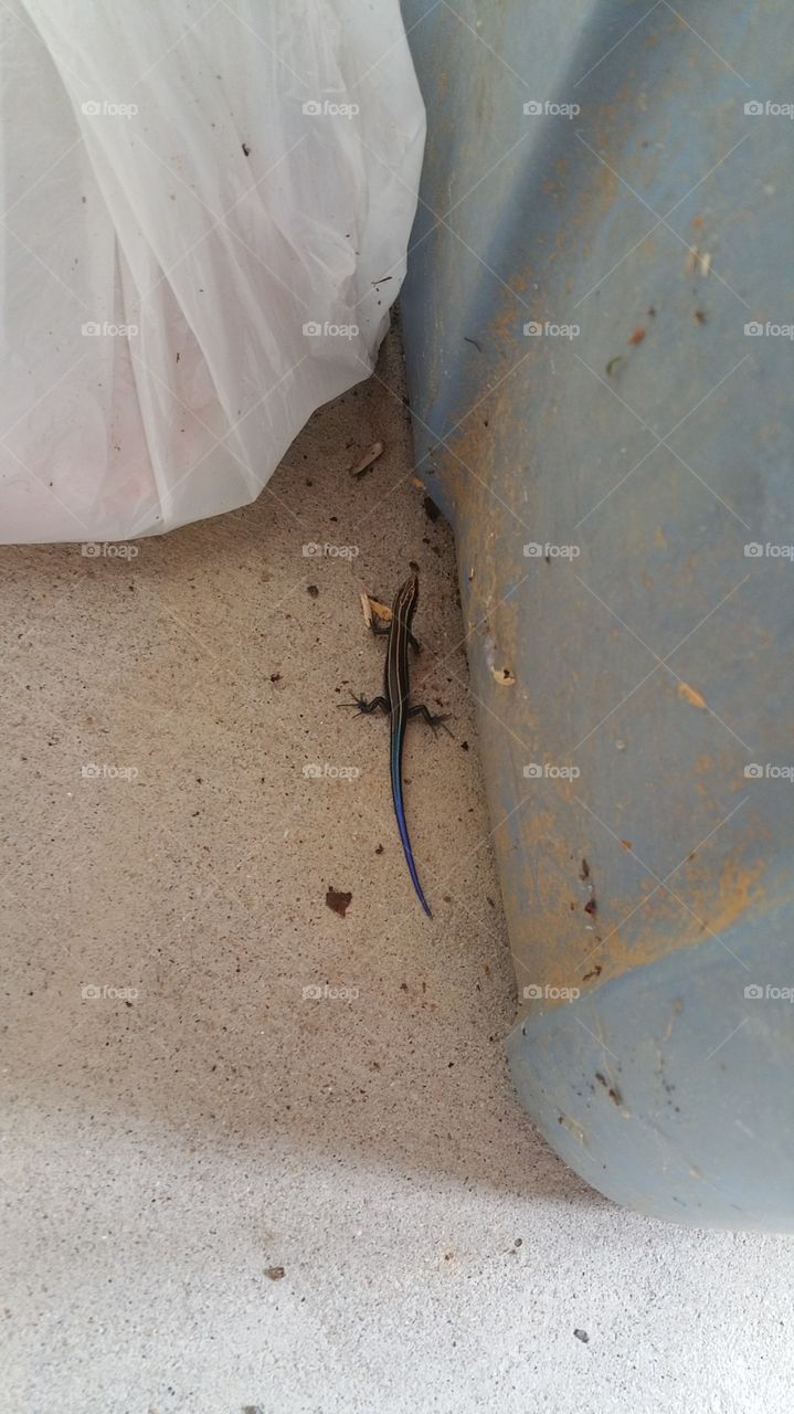 blue tail lizar. blue tail lizar