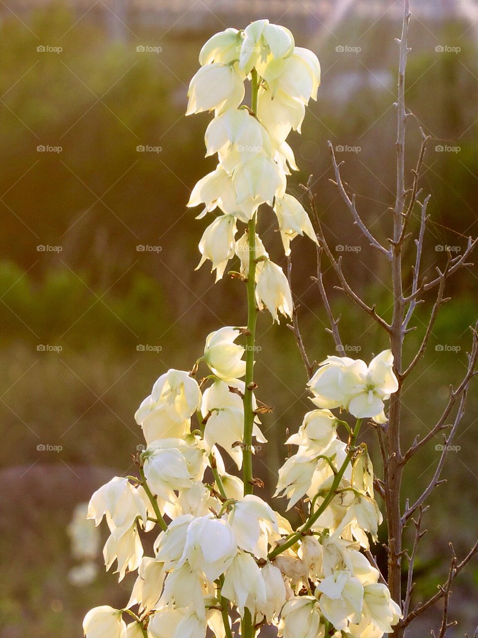 Beach Blossoms 