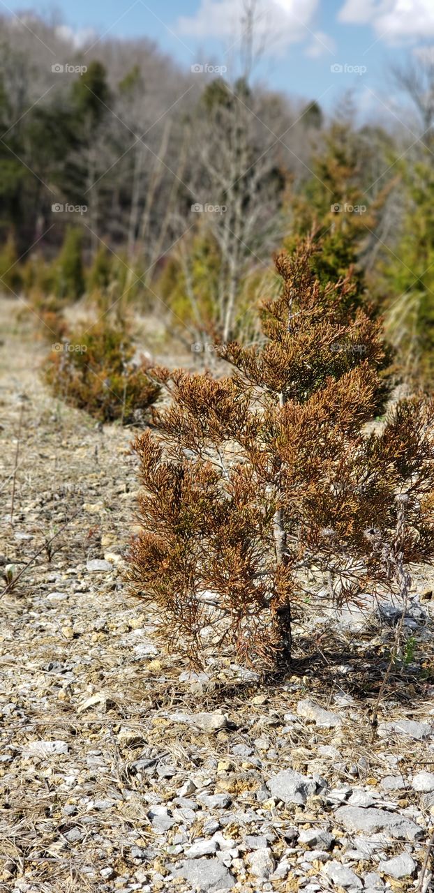 A small pine tree