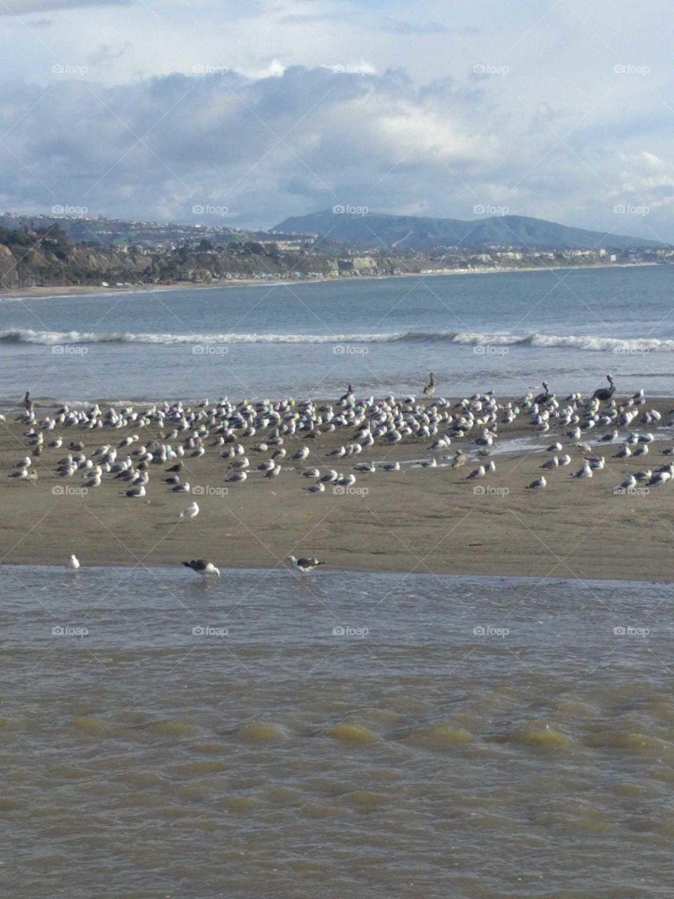 Seagulls