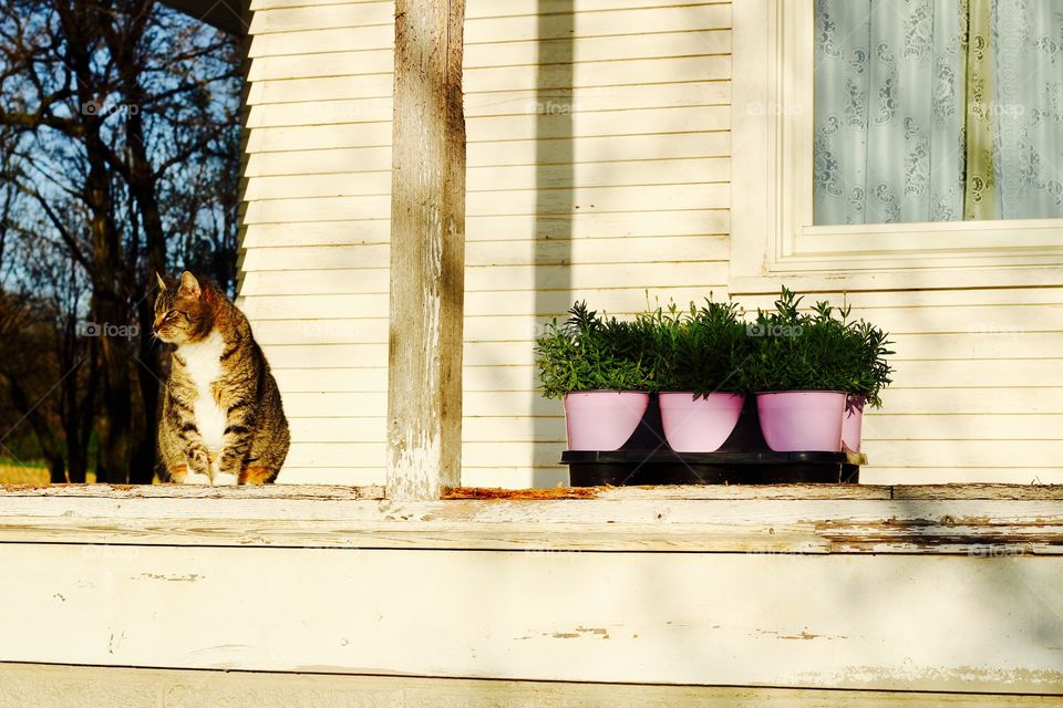 Cat on Porch by Potted Lavender Bushes