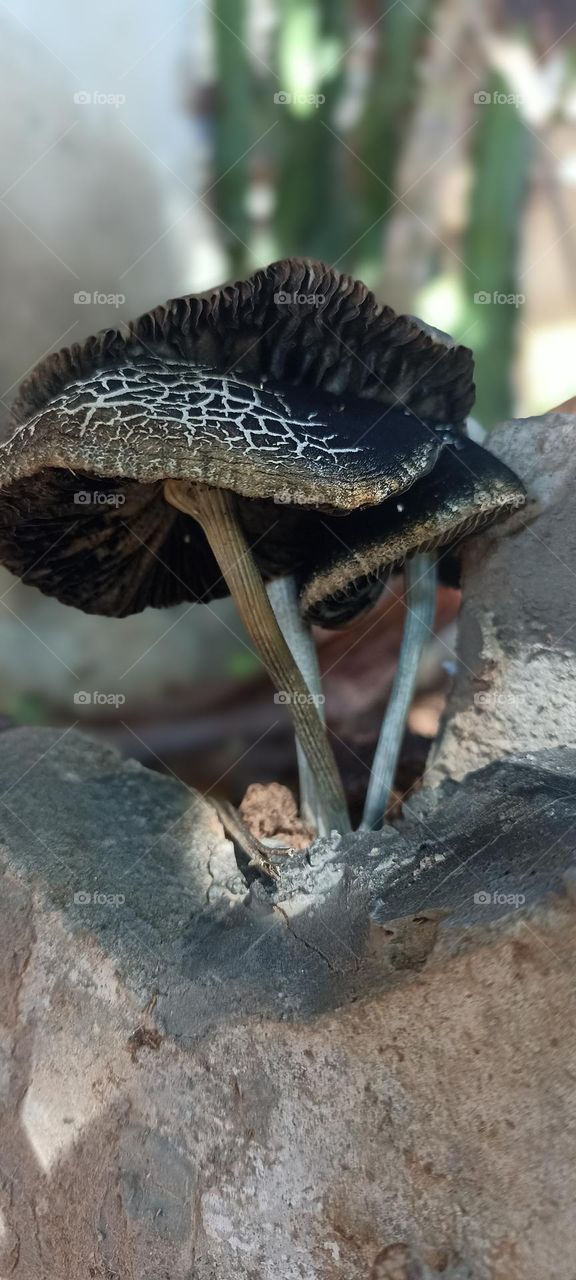 garden mushrooms