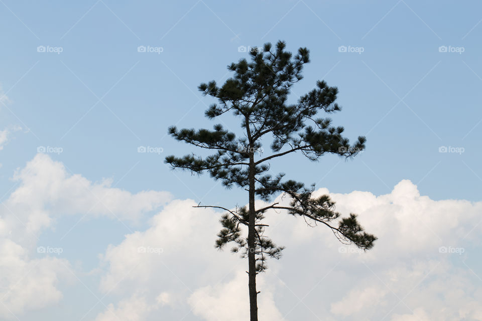 Lonely tree with cloud 