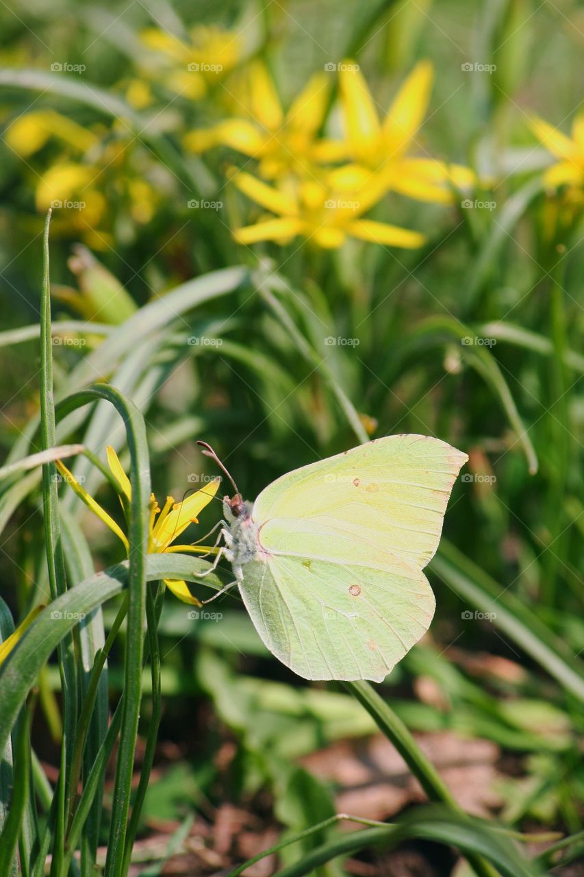 Yellow guy on yellow flower! Everything is yellow.