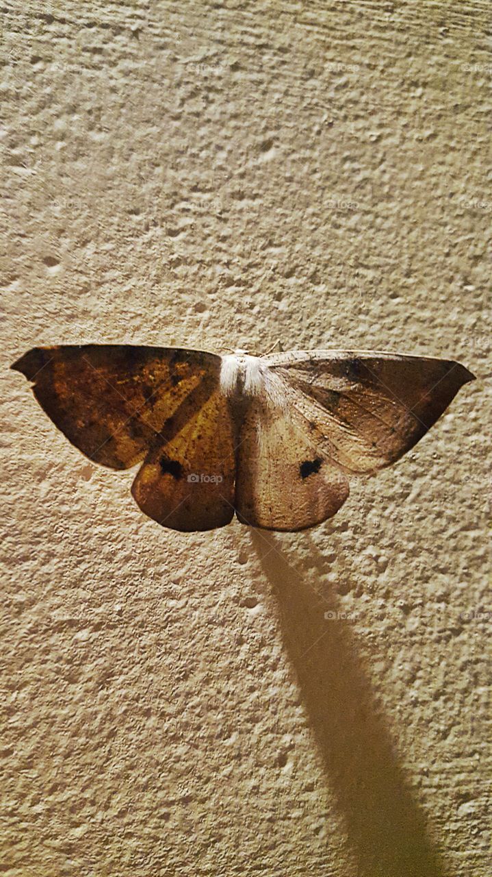 moth