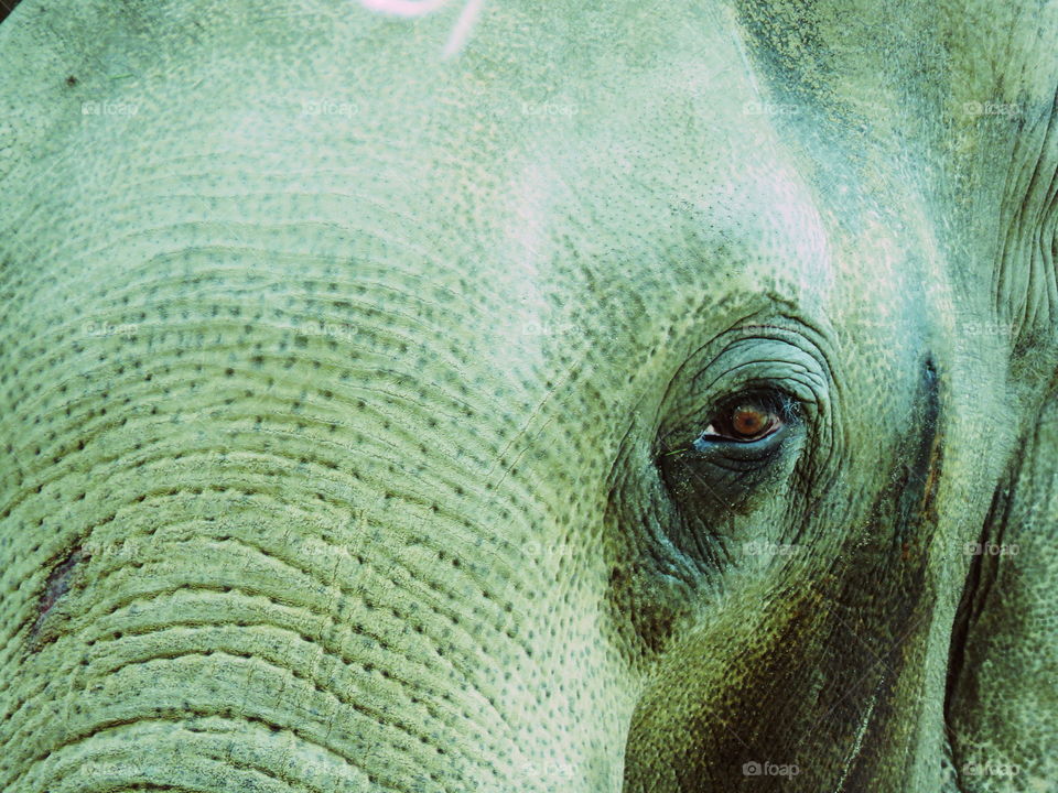 elephant eye