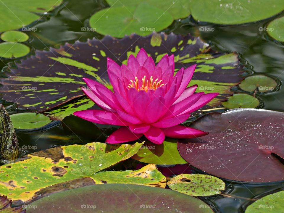 Colorful Water lily which are well-known for their distinctive lily pads as well as their showy flowers.  The flowers, seeds, and rhizomes are edible raw or cooked. 