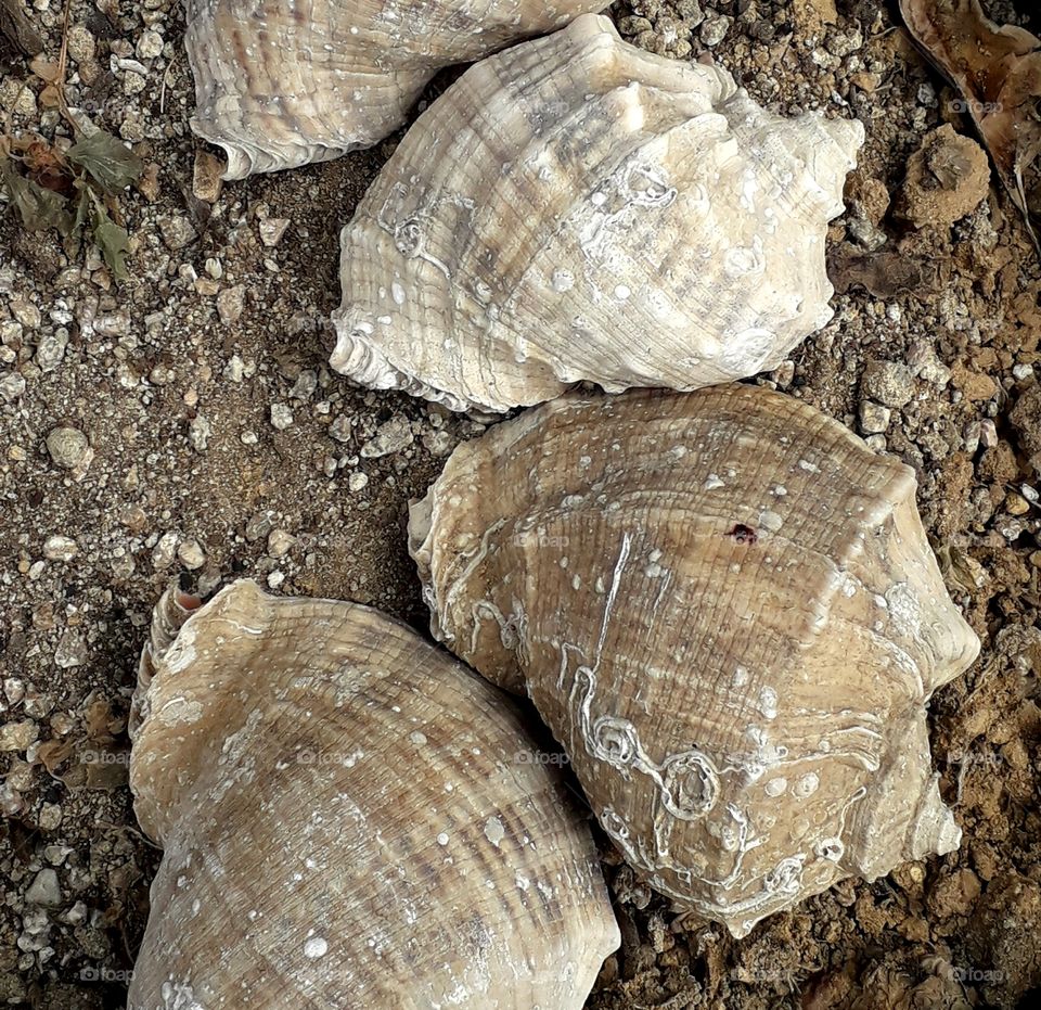 Shell of turbo  argyrostomus on the ground