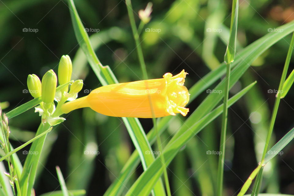 Yellow daylily horn with grasses in background 