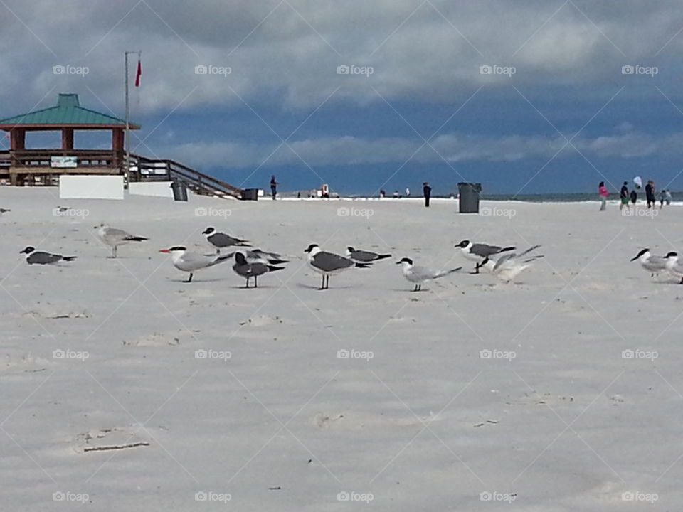 Birds on the Beach