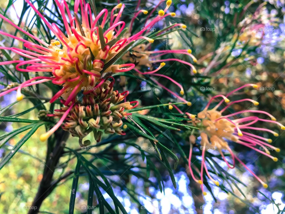 Rose Coneflower, (nickname drumsticks) a South Australian native flower, with pincushion-like, rosy pink, flowers with knob like "fruit" which range about two inches in diameter. 