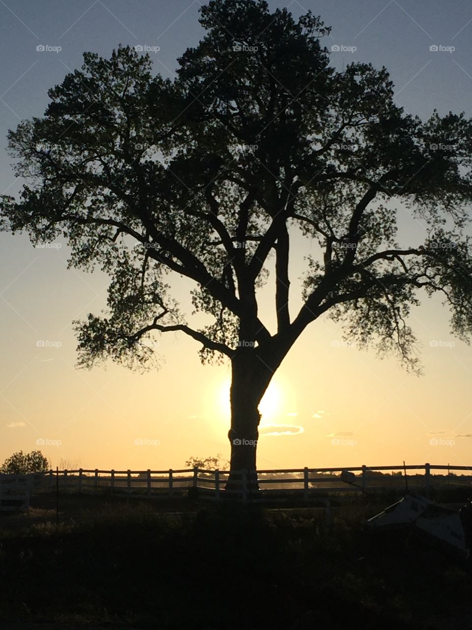 The sun setting ablaze behind this ancient cottonwood tree 