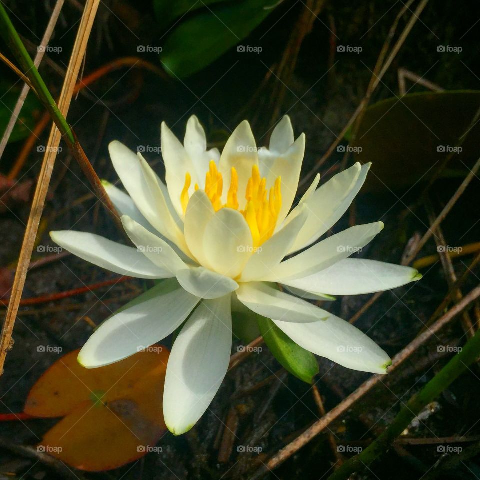 Lotus, Pool, Flower, Flora, Lily