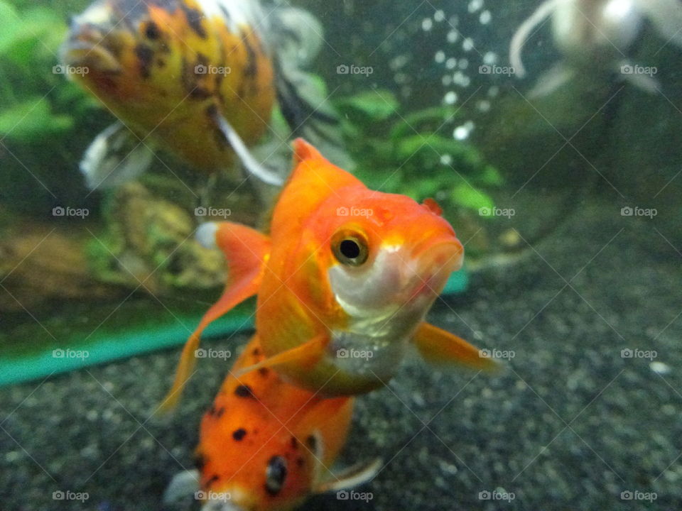 One of my gorgeous fancy goldfish
