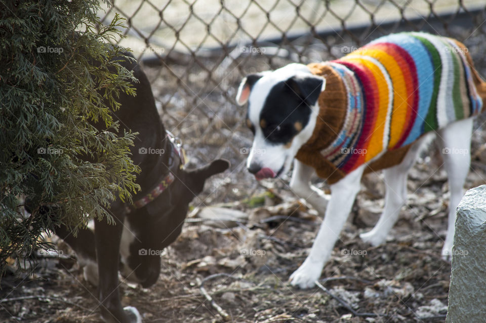 Two dogs playing outdoors together Jack Russell Terrier wearing cute dog sweater 