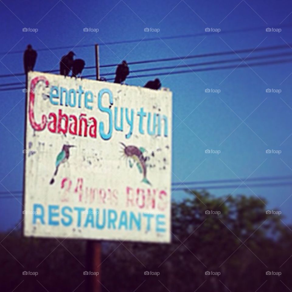 On the road to Chichen Itza . Saw some vultures on an old, beat up sign...
