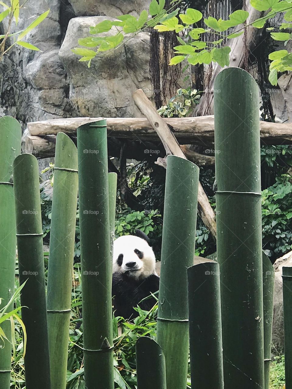 Ocean Park in Hong Kong