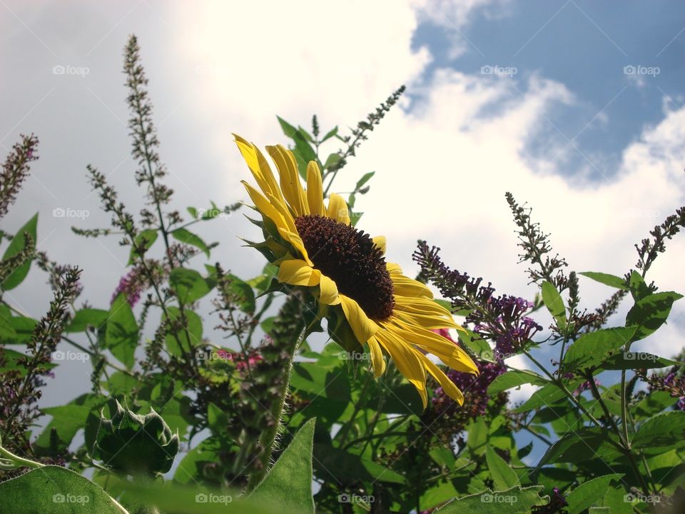 Sunflower growing in my Butterfly Bush🌻
