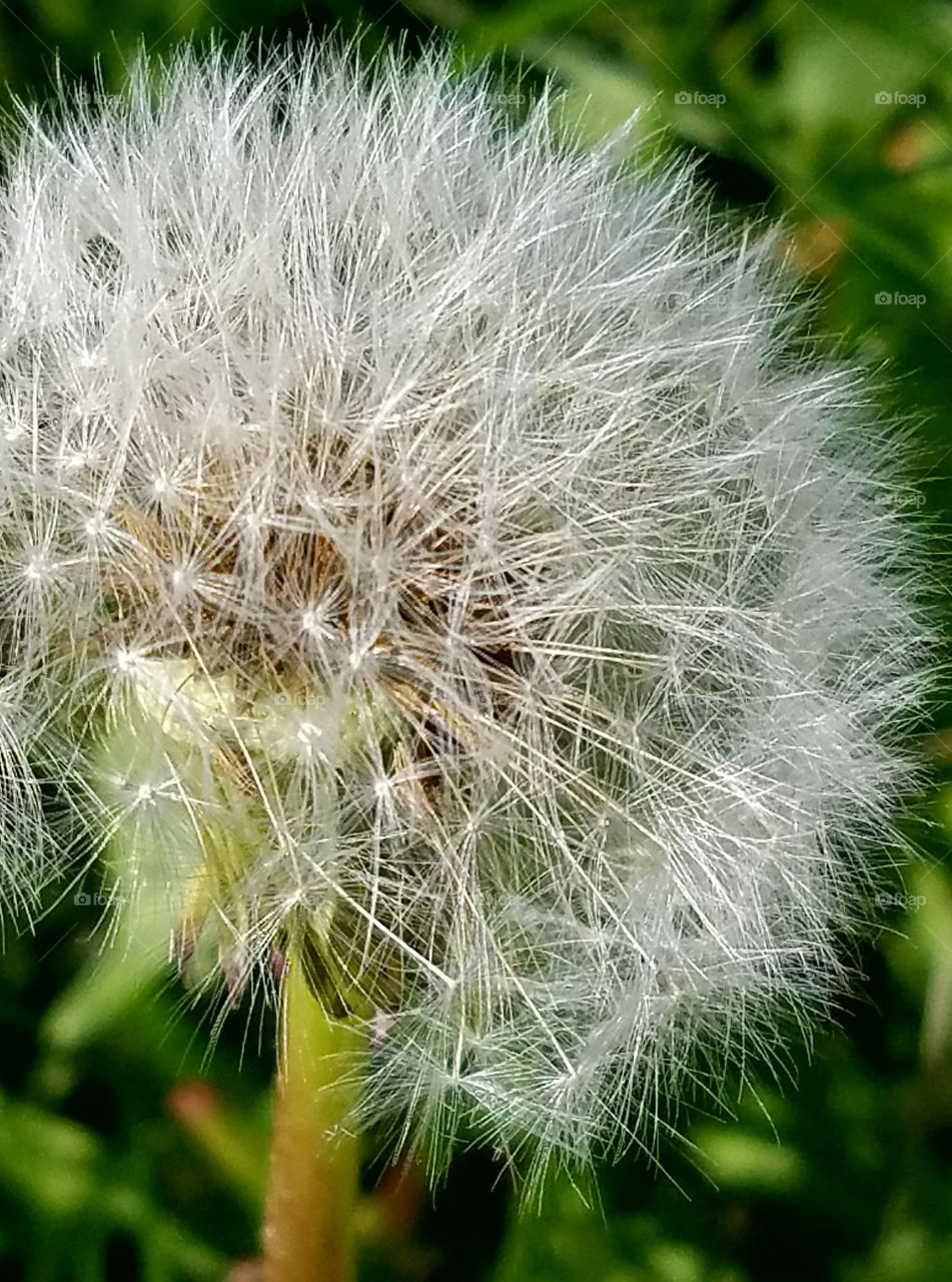 close-up of a dandelion