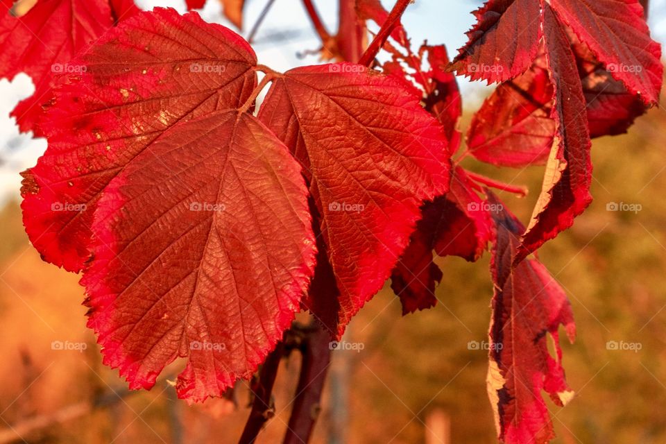 Beautiful autumn leaves on the tree