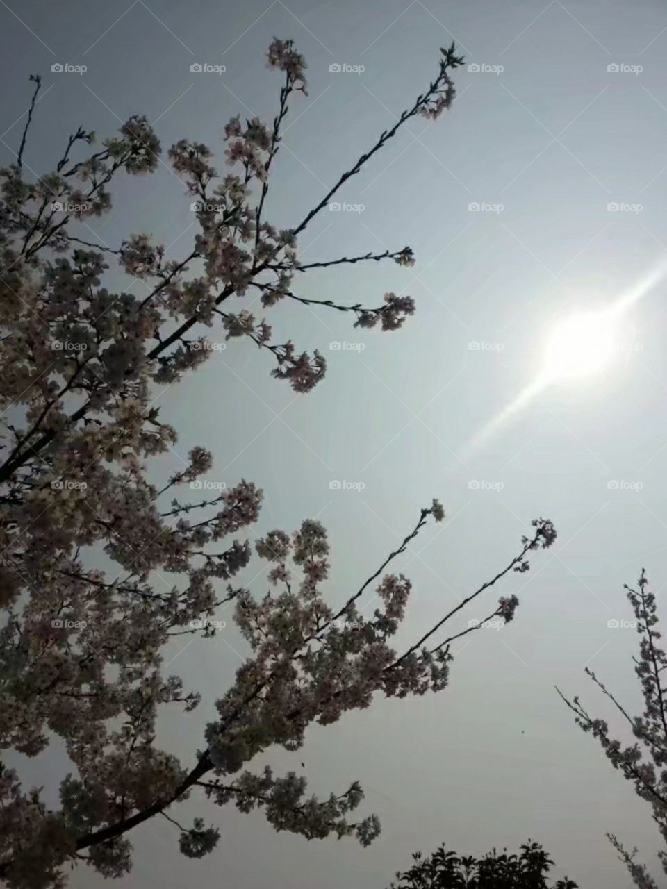 绽放纯洁自由ازهر حرية نقيةMekar kebebasan murni/Kebebasan murni mekar