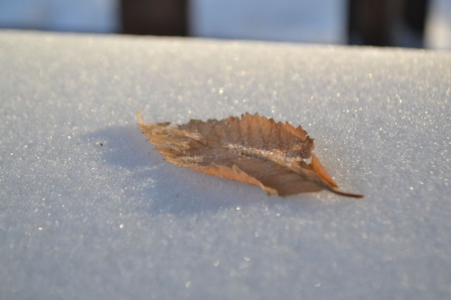 Winter