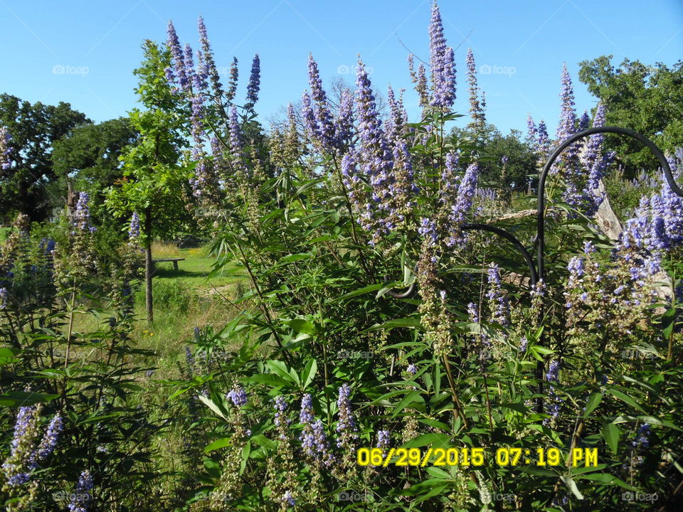 Texas blue bonnet. This is a picture of some blue bonnets that I saw while out walking 🚶 🏃 🔥 💨 in Graham Texas