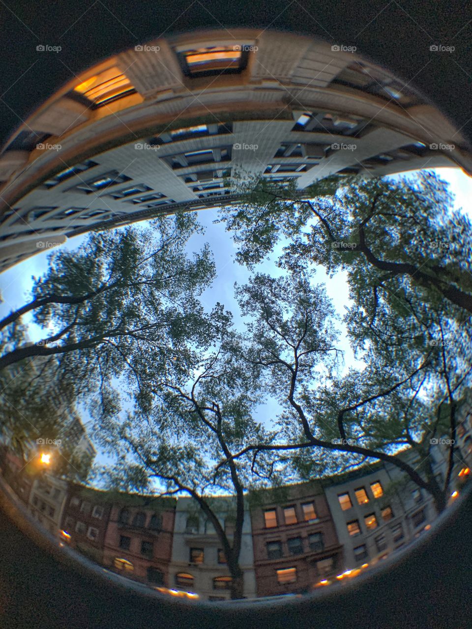 Fisheye picture of buildings, trees, and sky. During dusk using copedvic phone camera lens. New York City.