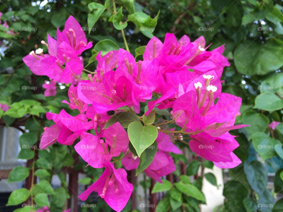 Close-up of pink flowers