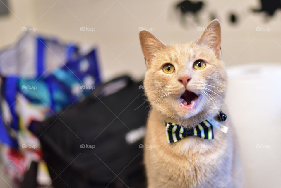 Adorable butter scotch talkative tabby cat in a bowtie for adoption. Celebrating national pet day