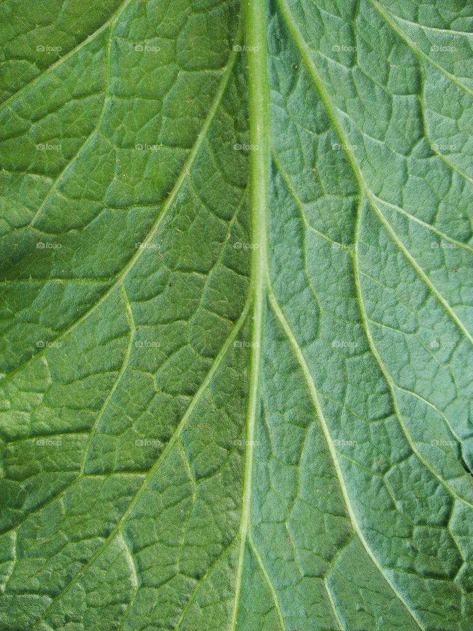 Full frame shot of green leaf